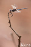 Windvaantje (Selysiothemis nigra)