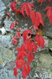 Creeper (Parthenocissus spec.)