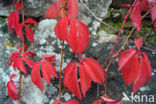 Creeper (Parthenocissus spec.)