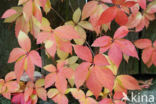 Creeper (Parthenocissus spec.)