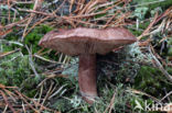 Witbruine ridderzwam (Tricholoma albobrunneum) 