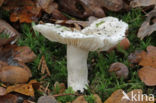 Witte duifridderzwam (Tricholoma columbetta) 