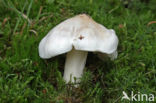 Blue Spot Knight (Tricholoma columbetta)