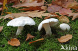 Witte duifridderzwam (Tricholoma columbetta) 