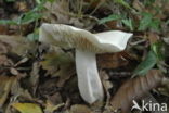 Witte duifridderzwam (Tricholoma columbetta) 