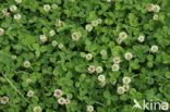 Witte klaver (Trifolium repens)