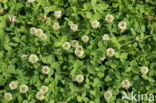 Witte klaver (Trifolium repens)