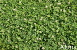 White Clover