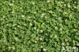 White Clover