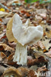 Witte kluifzwam (Helvella crispa)