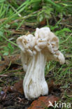 Witte kluifzwam (Helvella crispa)