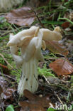 Witte kluifzwam (Helvella crispa)