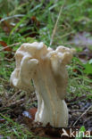 Witte kluifzwam (Helvella crispa)