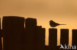 Witte Kwikstaart (Motacilla alba)