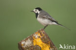 Witte Kwikstaart (Motacilla alba)