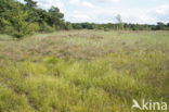 White Beak-sedge (Rhynchospora alba)