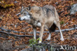 Grey Wolf (Canis lupus)