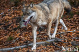 Grey Wolf (Canis lupus)