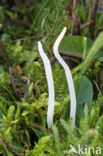 Wormvormige knotszwam (Clavaria fragilis) 