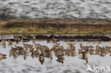 Eurasian Curlew (Numenius arquata)