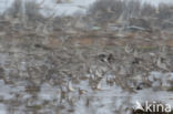 Eurasian Curlew (Numenius arquata)