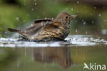 Zanglijster (Turdus philomelos)