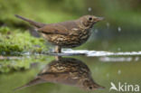 Zanglijster (Turdus philomelos)