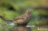 Song Thrush (Turdus philomelos)