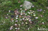 Zanglijster (Turdus philomelos)