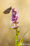 Small Pearl-Bordered Fritillary (Boloria selene)