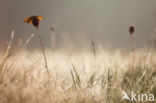 Zilveren maan (Boloria selene)