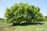 Common Oak