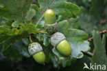 Zomereik (Quercus robur)