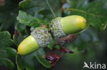 Zomereik (Quercus robur)