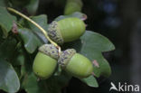 Zomereik (Quercus robur)