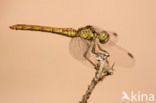 Southern Darter (Sympetrum meridionale)