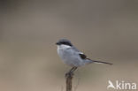 Zuidelijke klapekster (Lanius meridionalis aucheri)