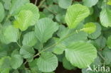 black alder (Alnus glutinosa)