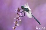 Black Darter (Sympetrum danae)