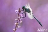 Zwarte heidelibel (Sympetrum danae)