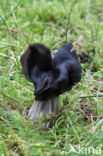 Zwarte kluifzwam (Helvella lacunosa)