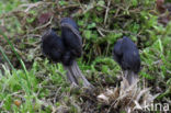 Zwarte kluifzwam (Helvella lacunosa)