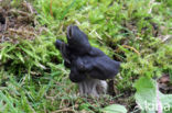 Zwarte kluifzwam (Helvella lacunosa)