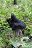 Zwarte kluifzwam (Helvella lacunosa)