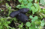 Zwarte kluifzwam (Helvella lacunosa)