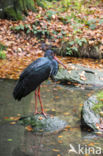 Zwarte Ooievaar (Ciconia nigra)