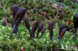 Cordyceps ophioglossoides