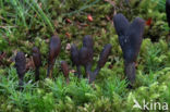 Zwarte truffelknotszwam (Cordyceps ophioglossoides) 