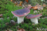 Zwartpurperen russula (Russula undulata)