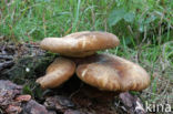 Zwartvoetkrulzoom (Paxillus atrotomentosus) 